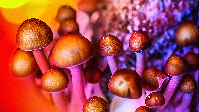 Psilocybin Matches SSRI for Real looking-to-Extreme Depression