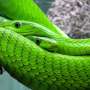 Snake species from completely different terrains surrender floor secrets within the support of slithering success