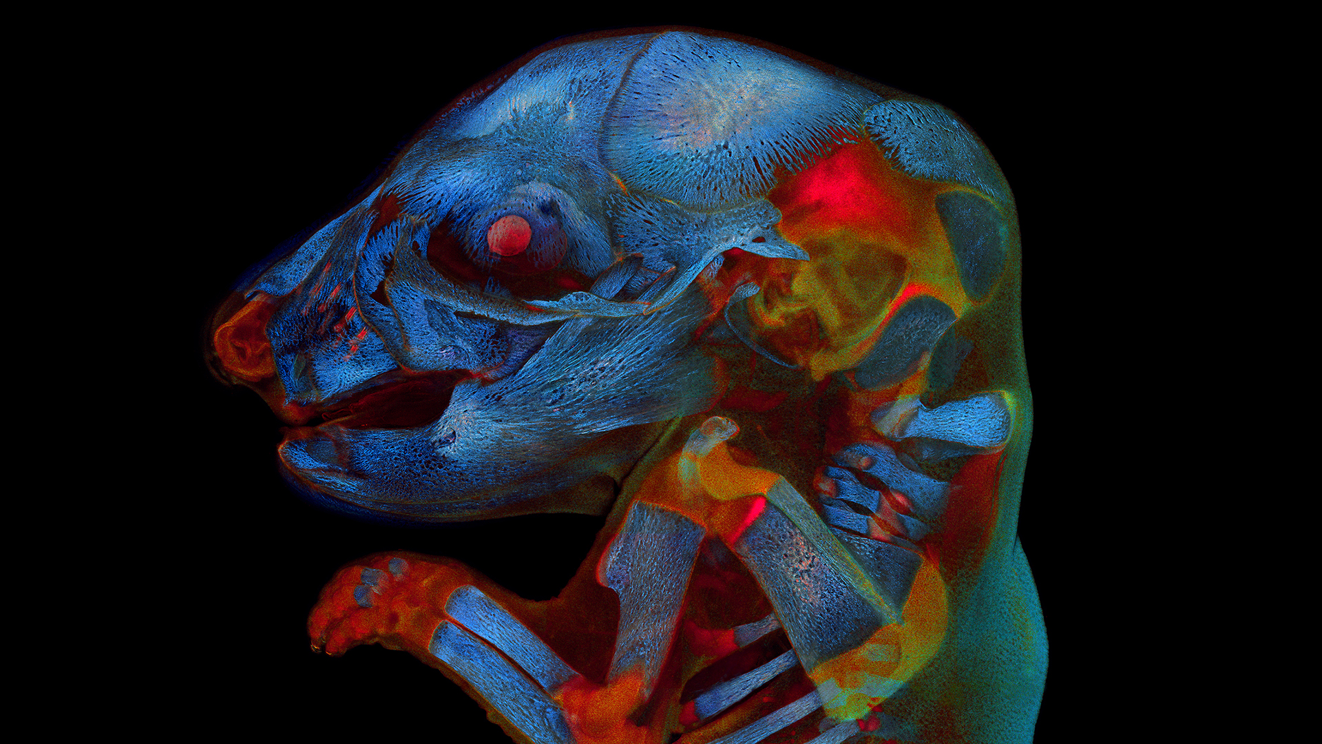 Superb, red-eyed rat fetus is global list contest’s gorgeously creepy winner