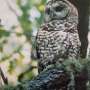 New analysis finds Observed Owls harmed by post-fireplace logging, no longer fireplace