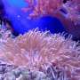 NASA NeMO-Salvage video recreation helps researchers realize world coral reef health