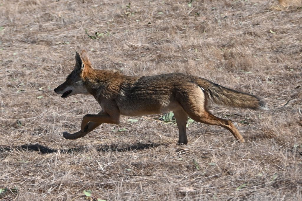 This East Bay coyote bit 5 folks, including 2 toddlers. This is how he became as soon as indirectly caught.