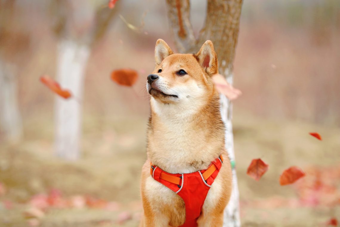 Dogecoin [DOGE] Struggles Approach Enhance Despite An Uptick of 5%