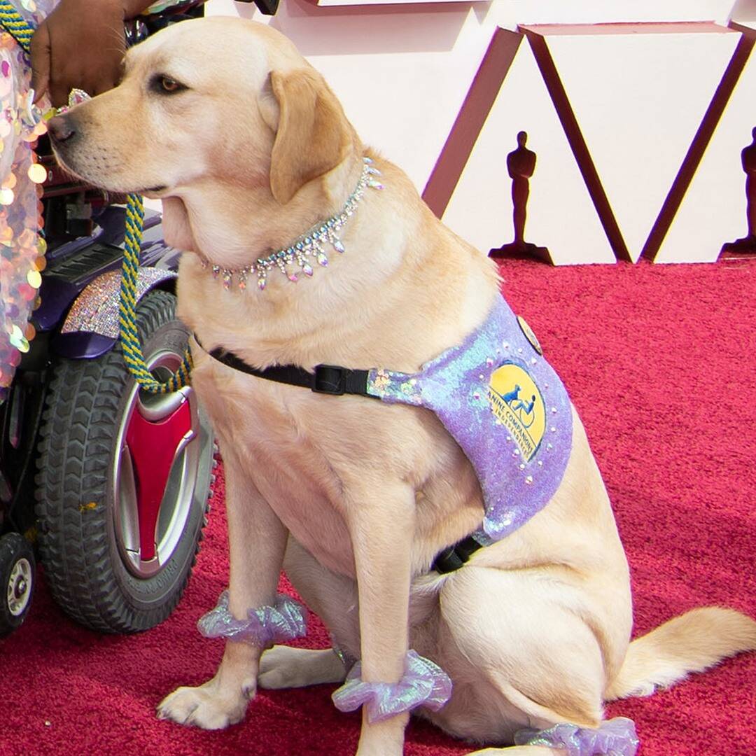 You May well per chance well additionally Salvage Omitted the Adorable Carrier Dogs Who Attended the 2021 Oscars