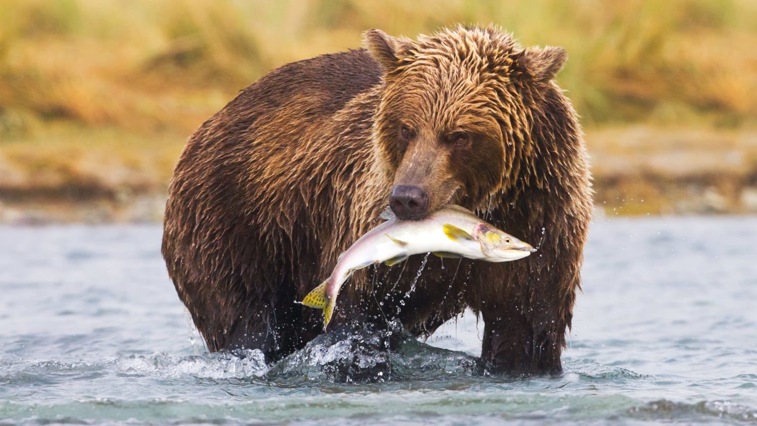Nature’s Simplest Ingesting Competitors? Brown Bears