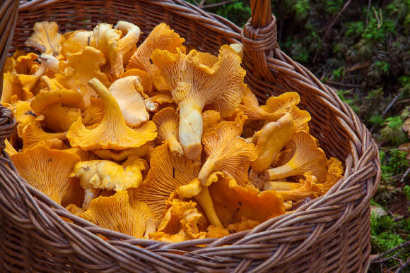 Mushroom Consumption Would possibly additionally Lower Threat of Cancer