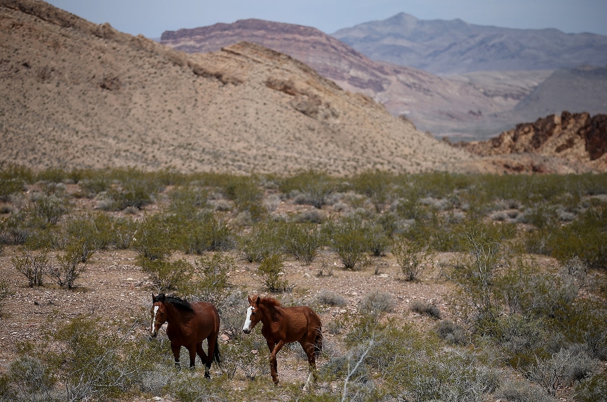 Wild horses and donkeys dig wells in the desolate tract, offering water for flowers and fauna
