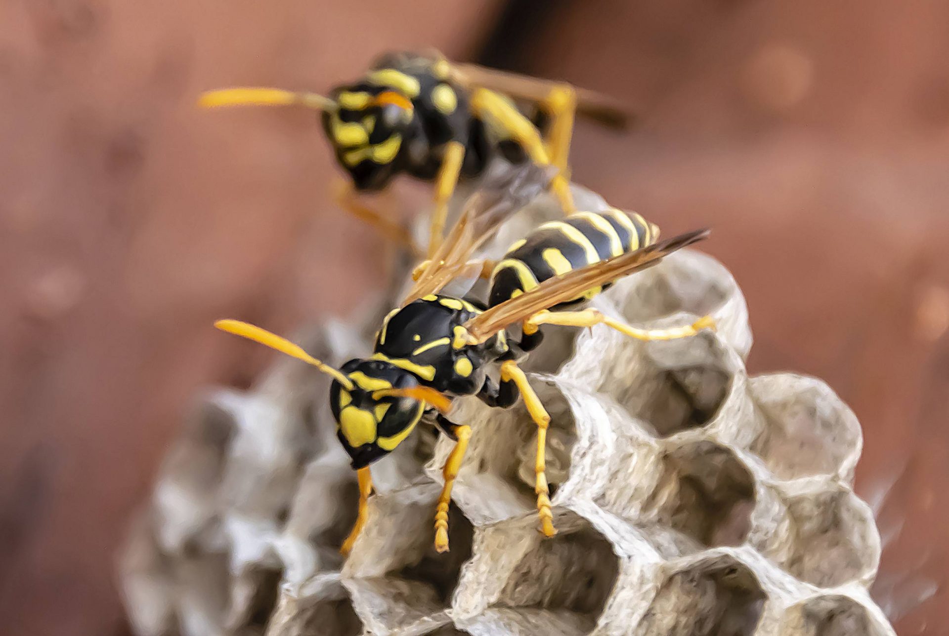 Stinging wasps are so vital extra well-known than you trace – here’s why