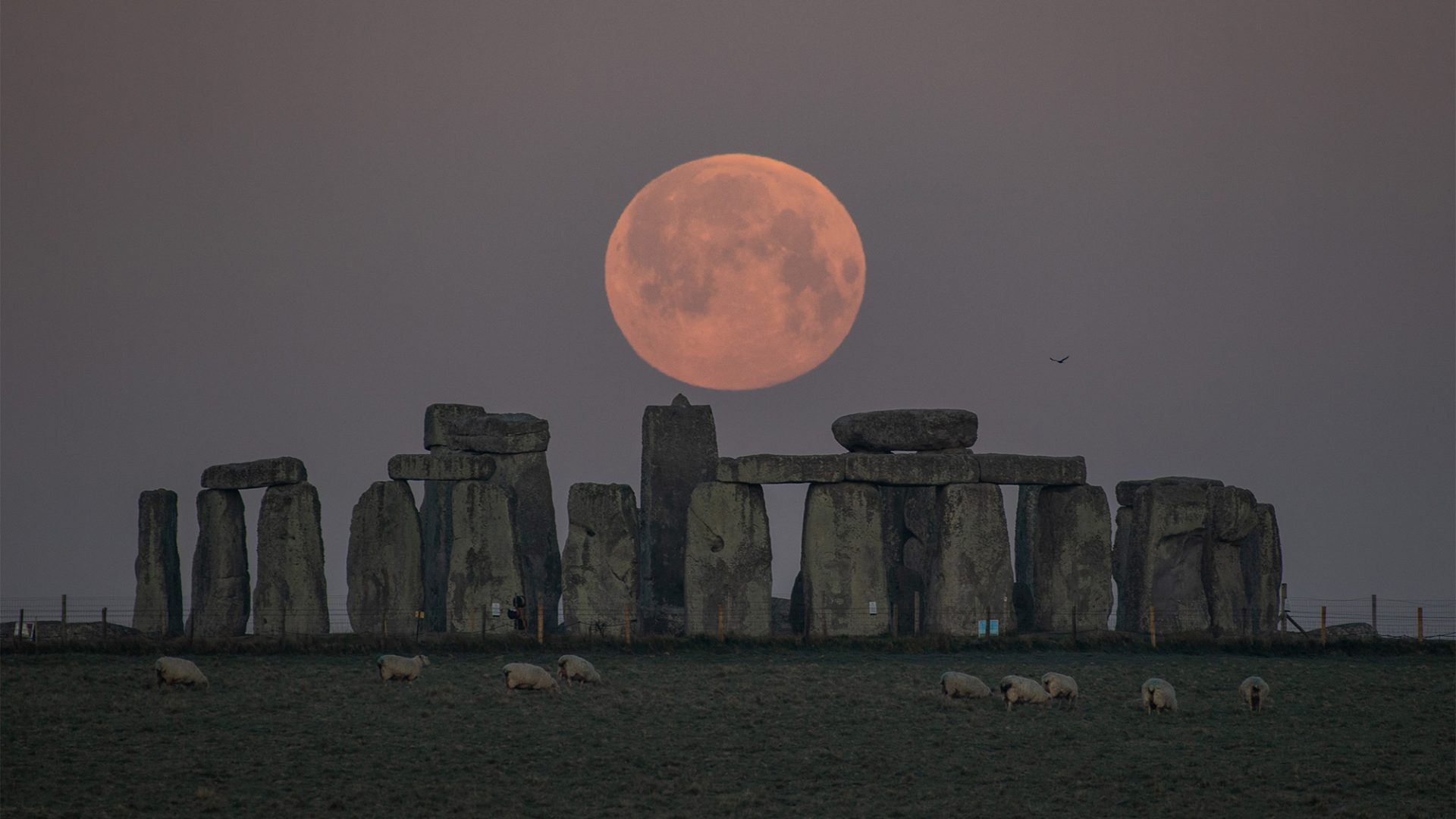 Glimpse the ‘Dapper Purple Moon’ of 2021 shine in these gorgeous photos