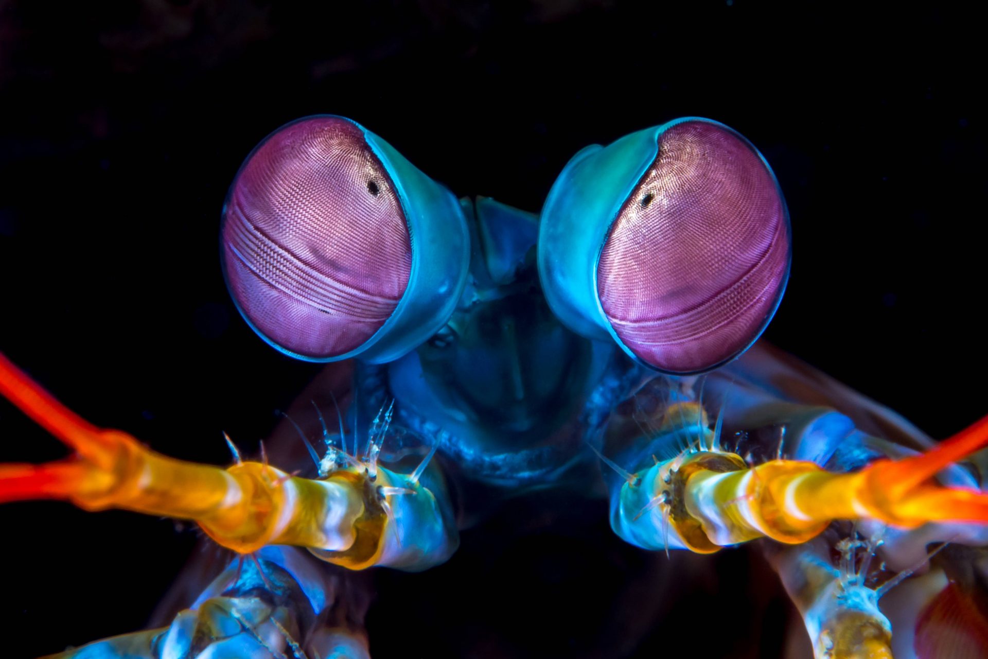 Mantis shrimp throw lethal punches moral 9 days after birth