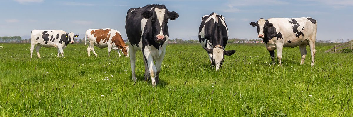 Norway’s agritech innovators are ready to develop to pastures unusual