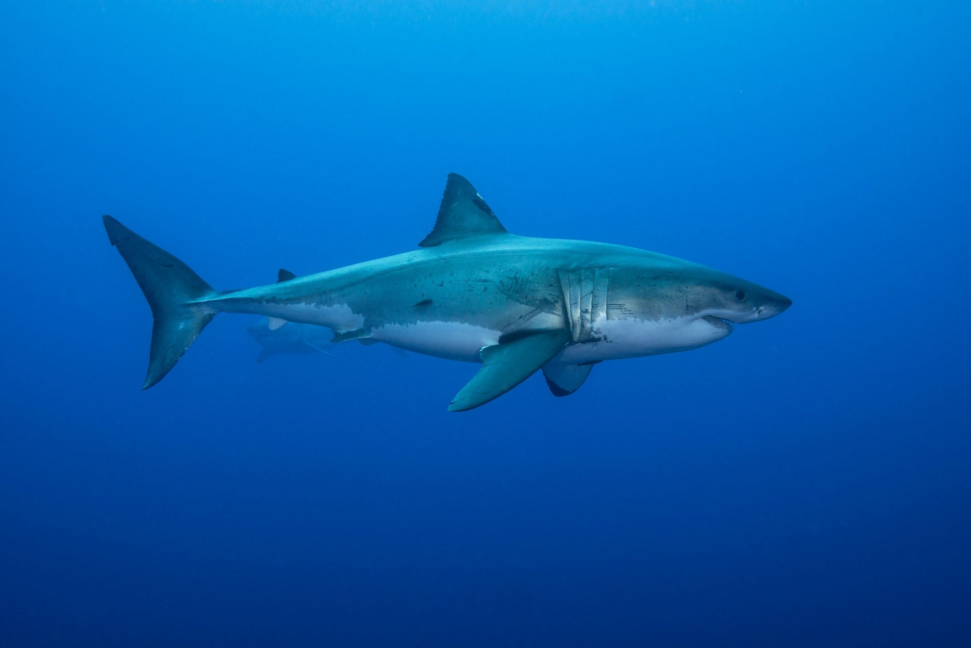 Sharks Employ the Earth’s Magnetic Field Like a Compass