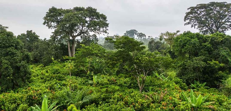 Nestlé makes ‘correct development’ with its wooded self-discipline particular agenda in cocoa, regardless of coronavirus impact