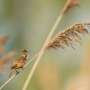 Mammoth reed warblers hover as high as 6,000 meters over Sahara and Mediterranean