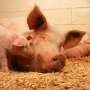African swine fever virus vaccine candidate now produced in a cell line