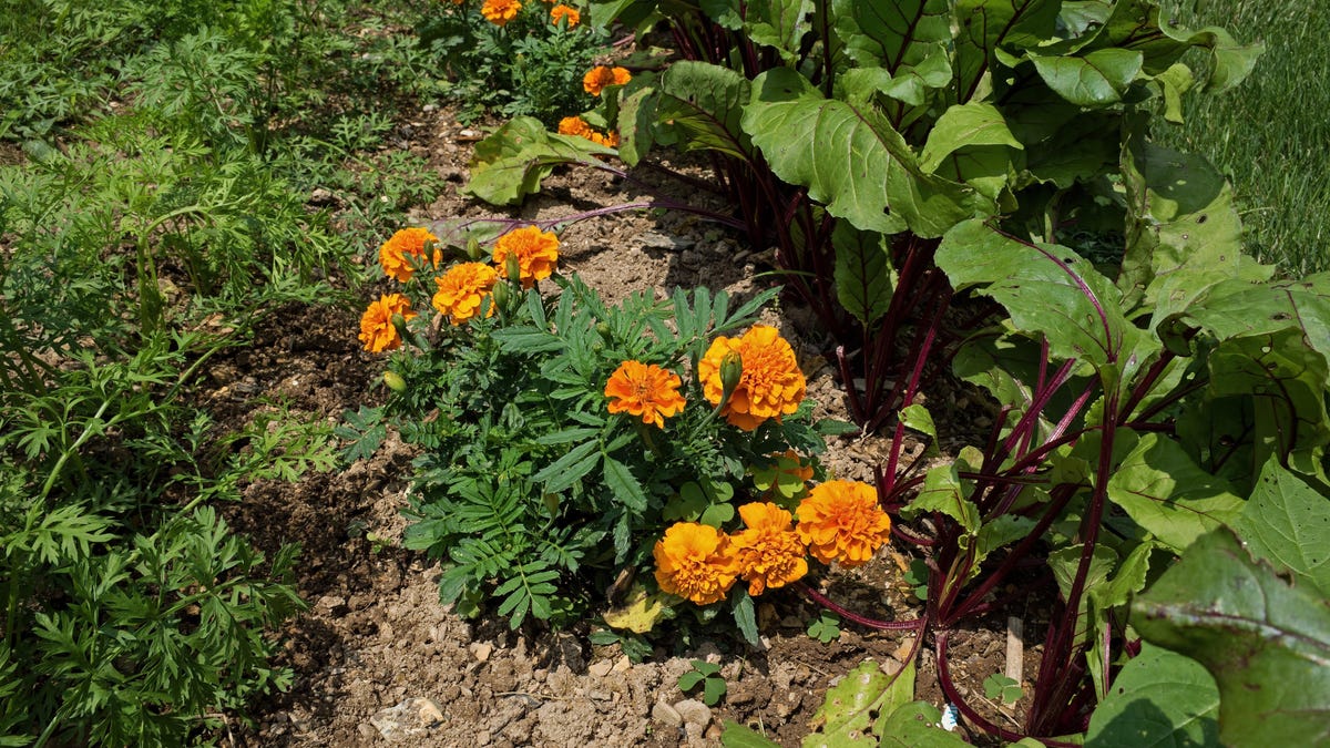 Encourage Your Backyard Thrive By Pairing These Flowers
