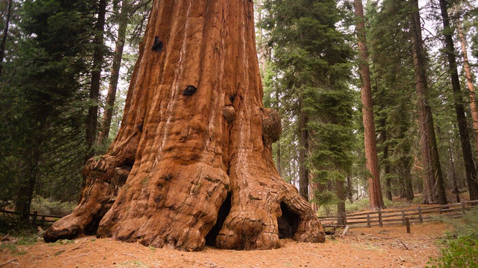 How a smoking wide sequoia has burned since 2020