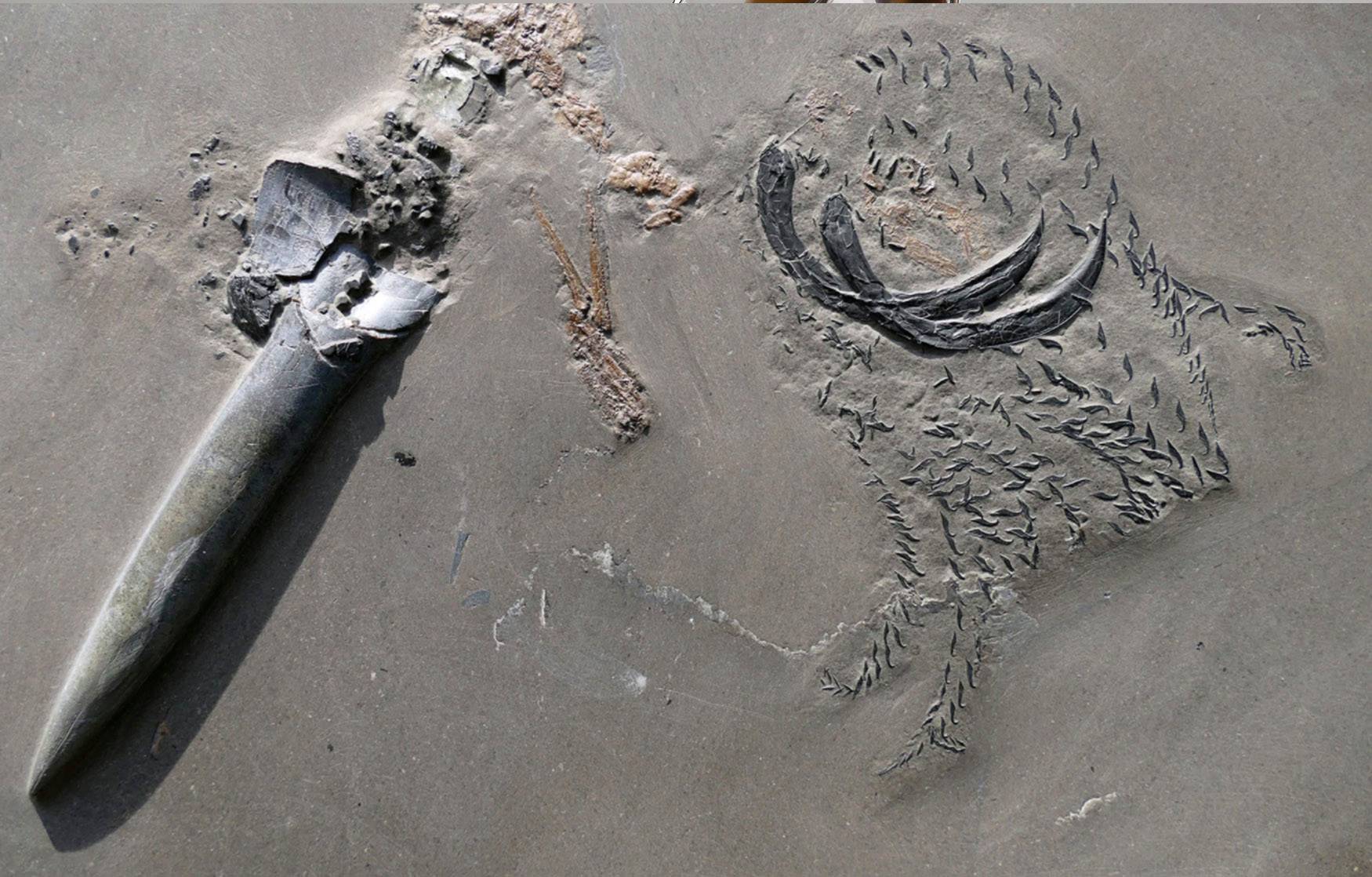 Researchers chanced on a fossil of three sea creatures drinking every other