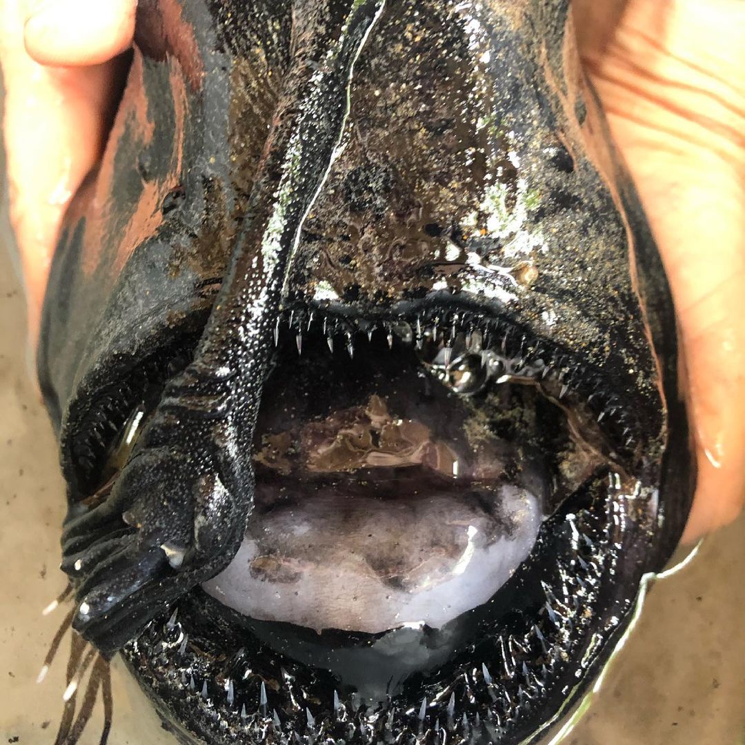 Deep-sea angler fish washes up on shore in Southern California