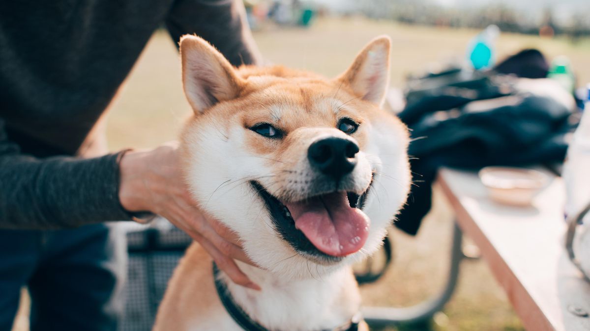 Dogecoin Stages A Comeback Amid Crypto’s $300 Billion Crash, Hovering 30% As Elon Musk And Coinbase Signal Self assurance