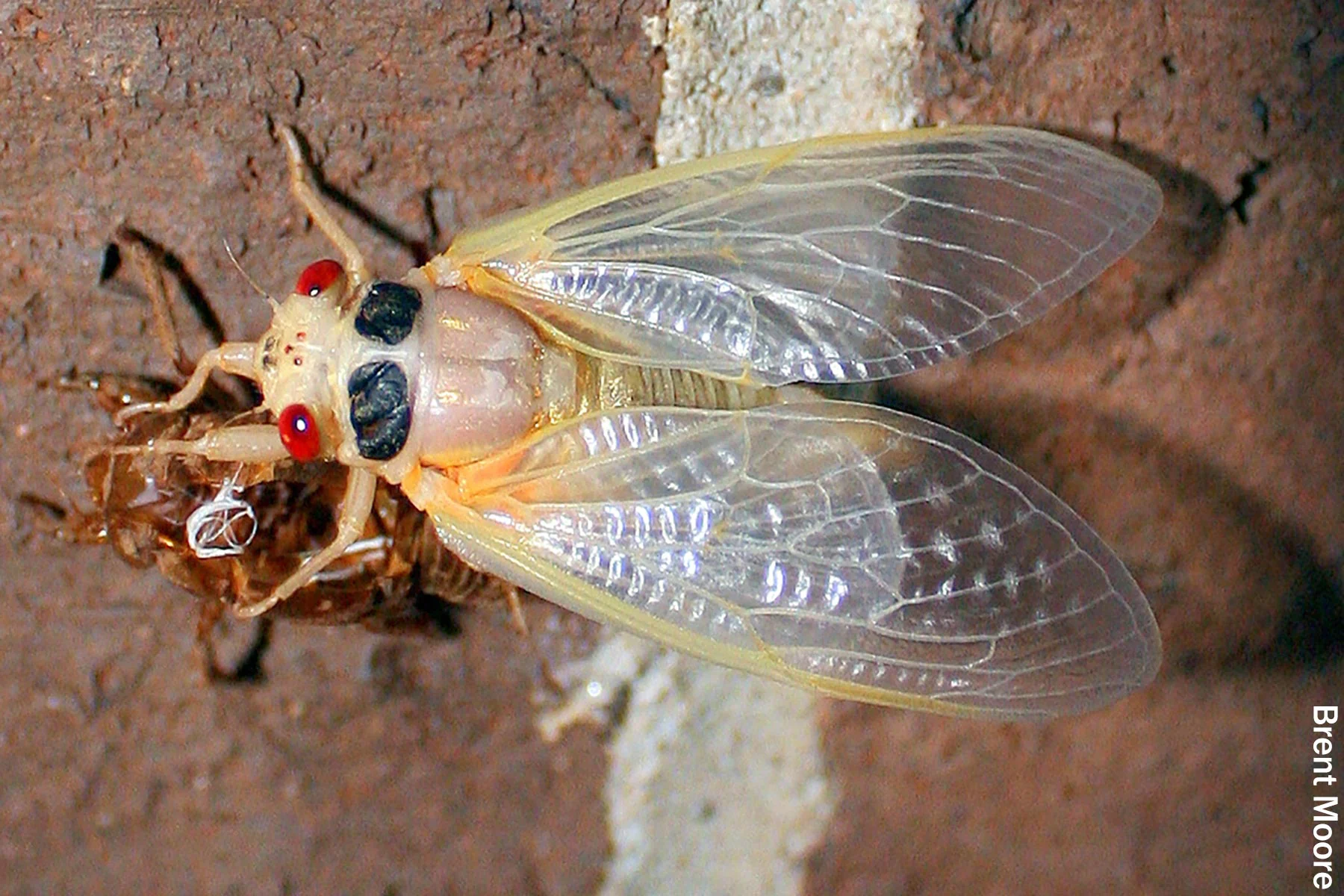 ‘Negate, Mate, Die’: Why Originate Of us Anxiety Cicadas?