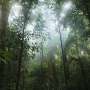 African rainforests still slowed native climate alternate no topic sage warmth and drought