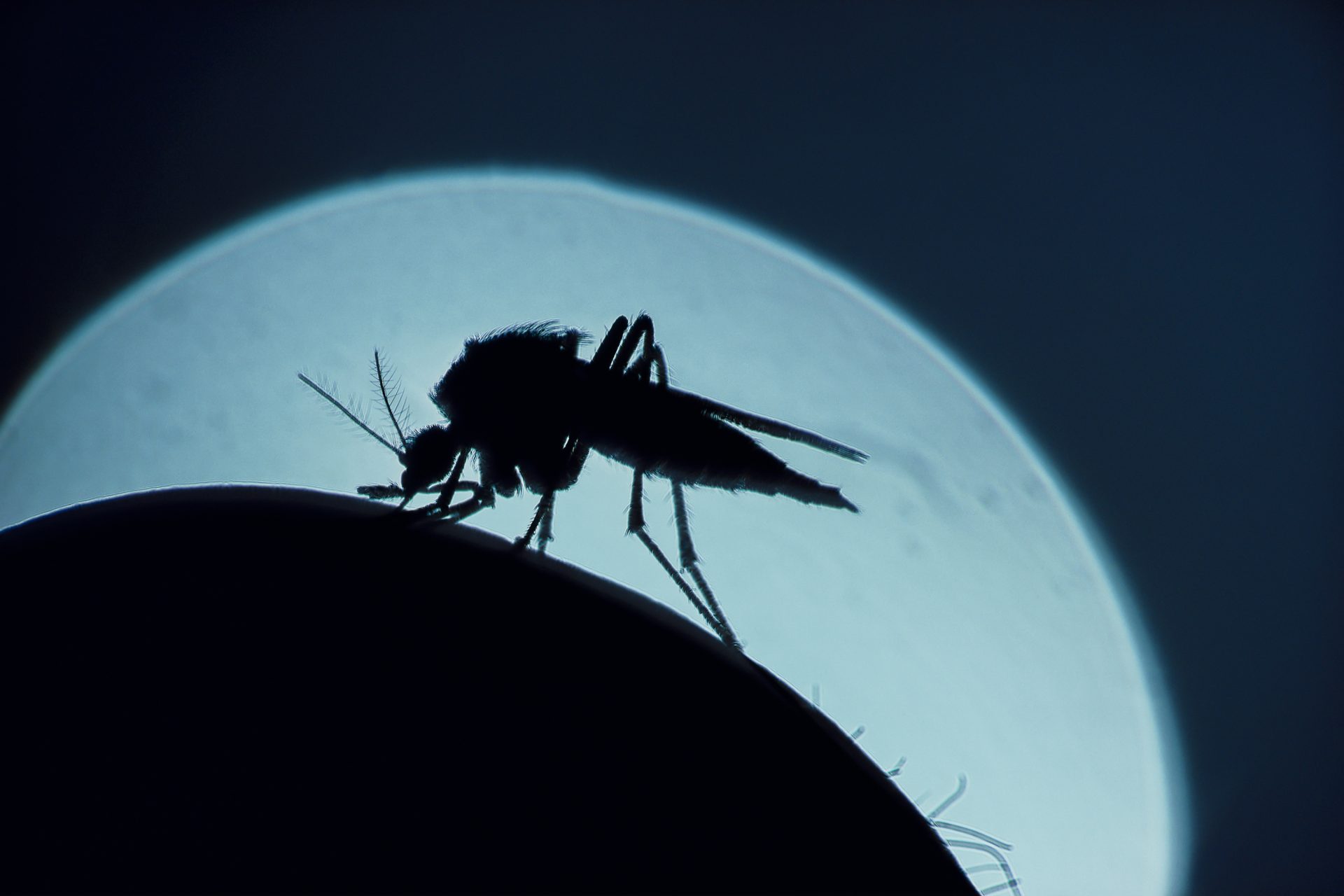 The mRNA tech we outdated against COVID could perhaps well abet us at last beat malaria