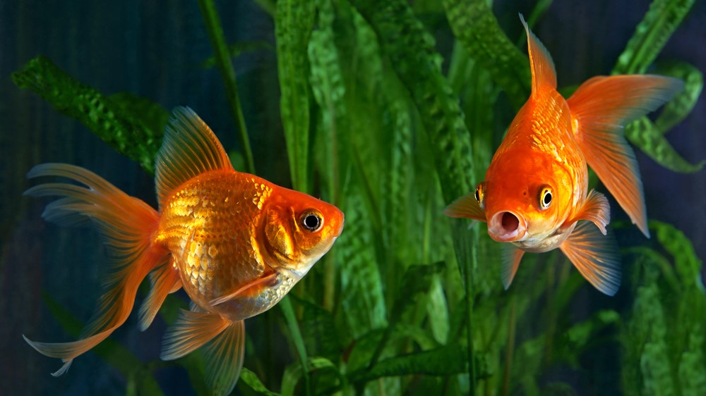 Attain goldfish basically maintain a 3-2nd memory?