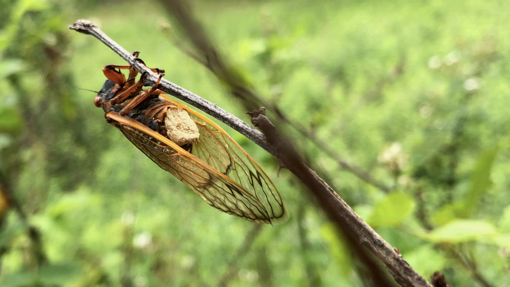 Some Brood X cicadas will be sex-crazed zombies with disintegrating butts