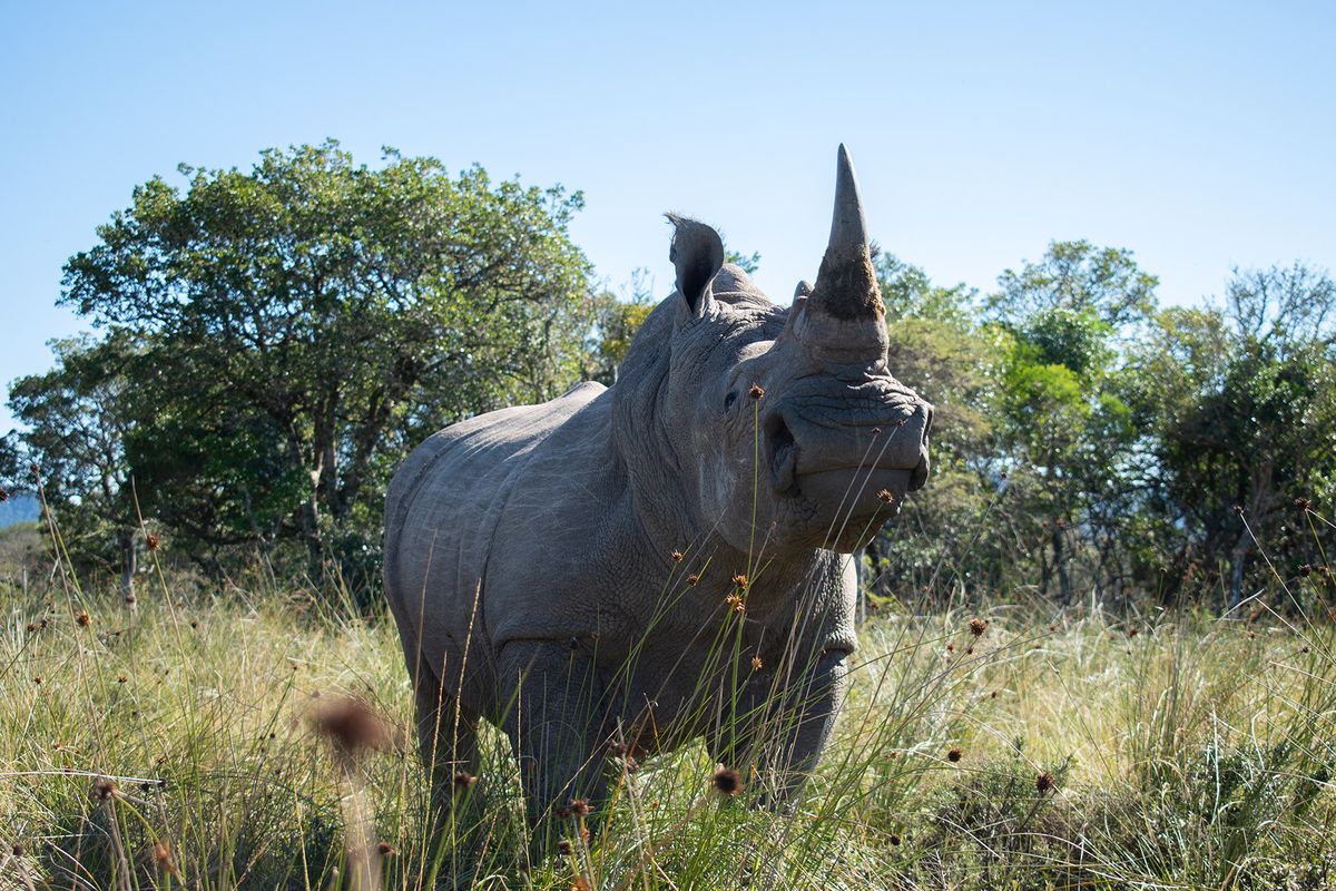 Radioactive Rhino Horns Position to Add to Anti-Poaching Arsenal