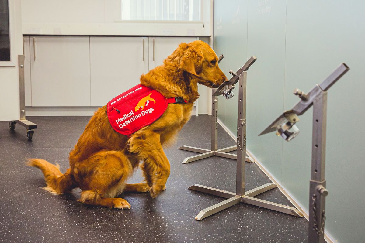 Sizable-Sniffer Dogs Can also Shorten Covid Testing Lines at Airports