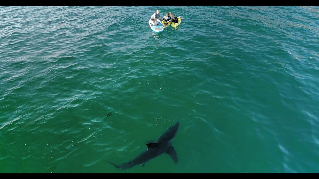 Drone footage shows California’s gargantuan white sharks are in each and each location and closer than you concentrate on