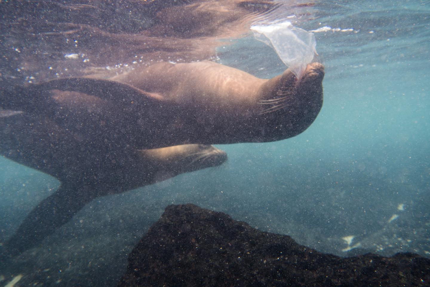 Plastic in Galapagos seawater, seashores and animals