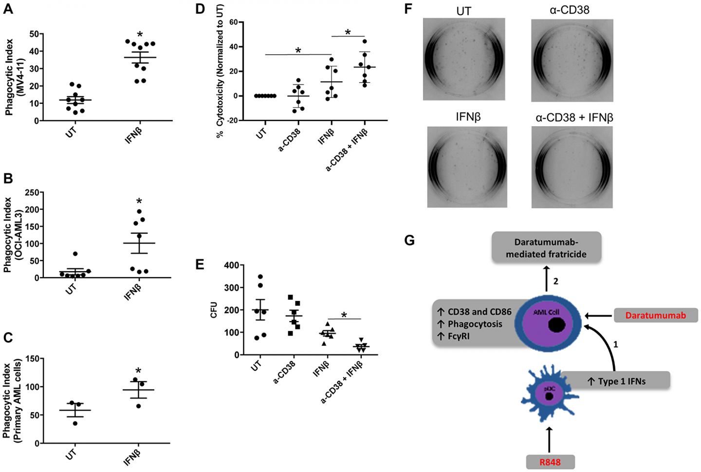 Oncotarget: Activation of plasmacytoid dendritic cells promotes AML-cell fratricide