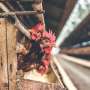 China confirms first human case of H10N3 rooster flu force