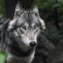 Cultural, perception system knowledge can expose gray wolf restoration efforts in US