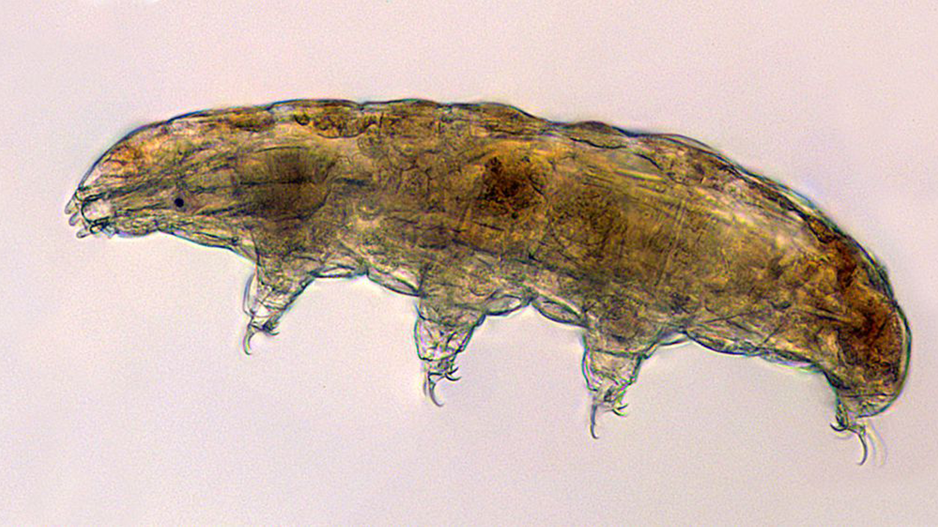 Tardigrades and Child Squid Are Being Launched Into Set apart for Science