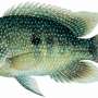 2d cichlid fish species native to Mexico invading waterways in Louisiana