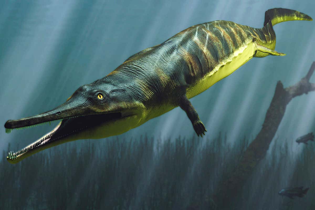 Some early land-house amphibians developed help into aquatic species