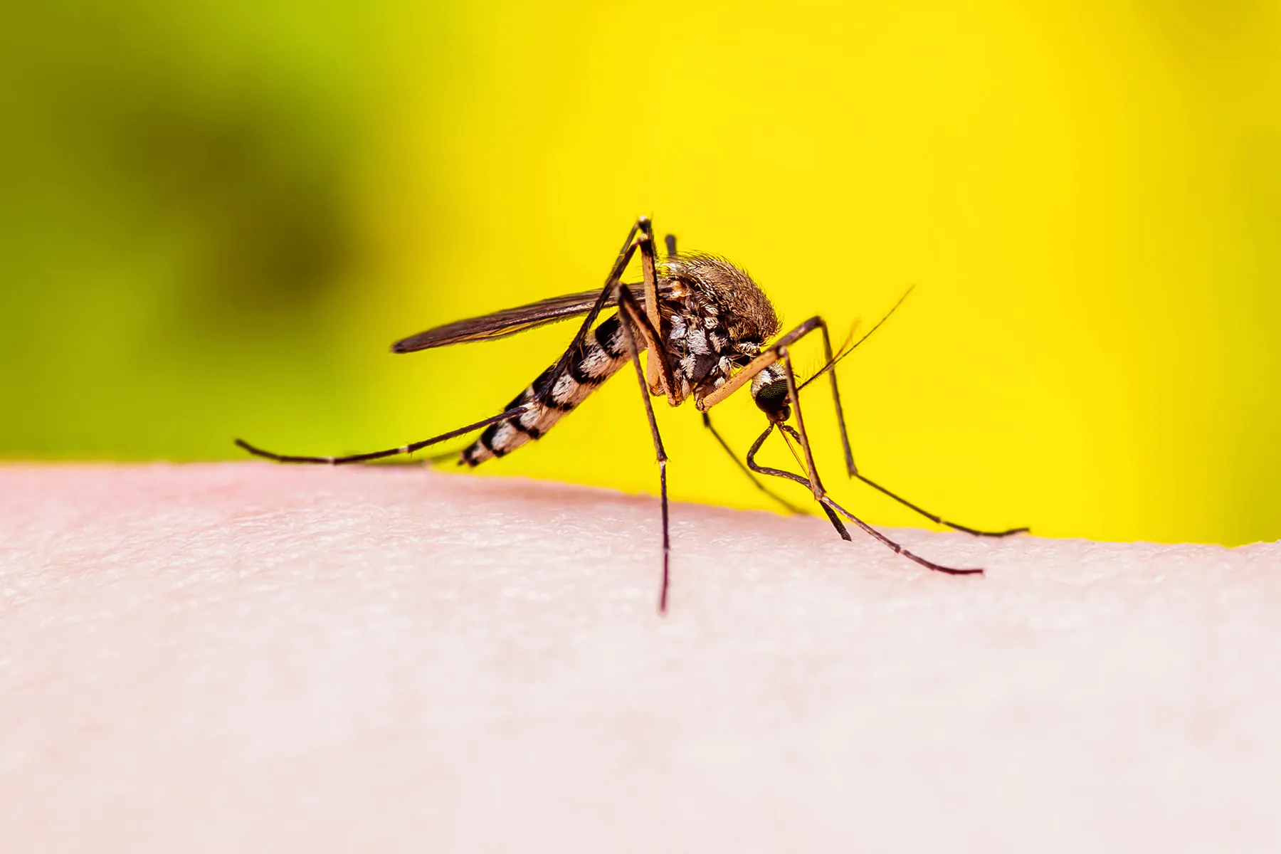 Florida Lady Dies From Dengue Fever