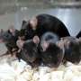 ‘Space pups’: Mouse sperm stored on ISS produces wholesome younger