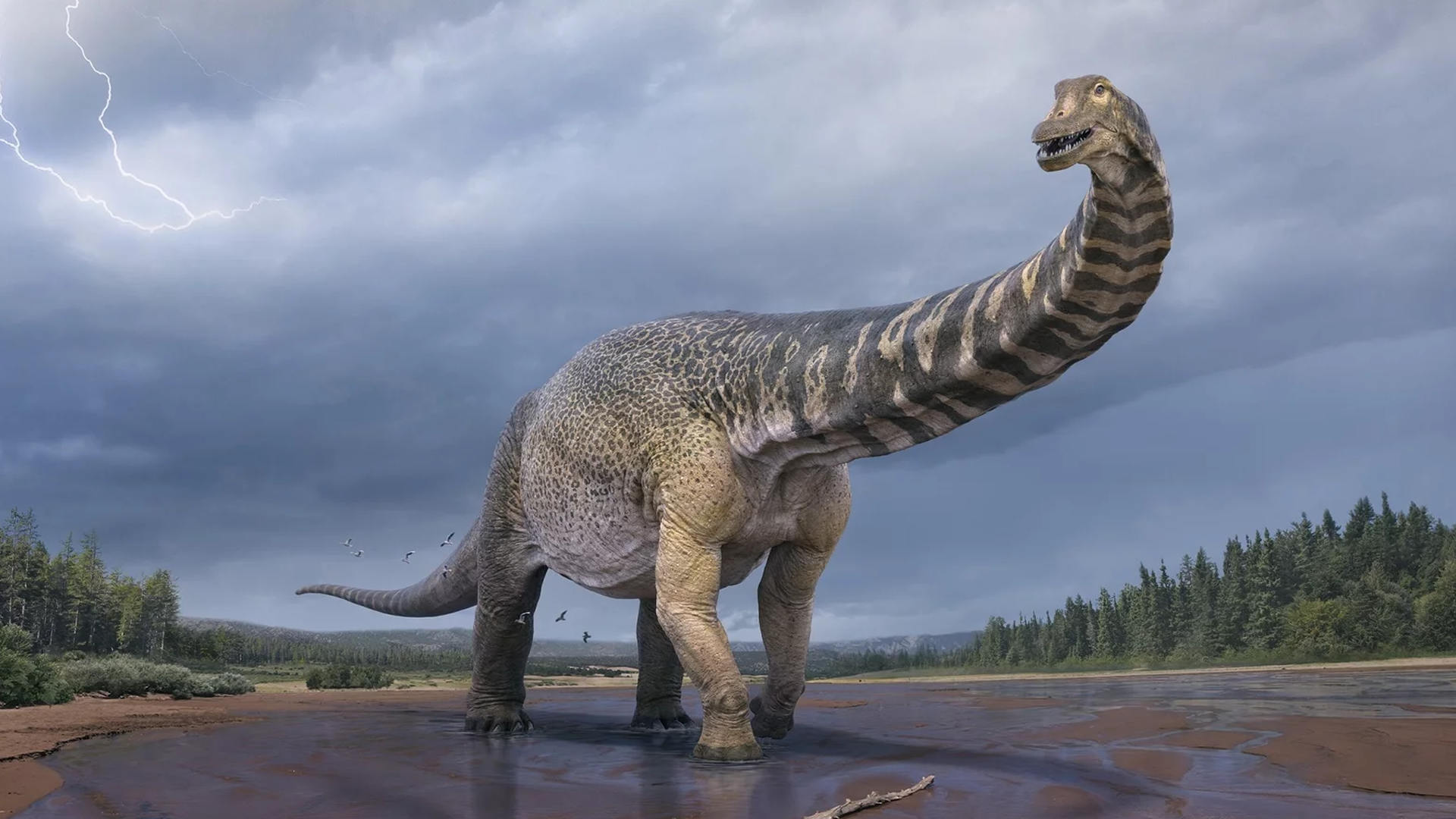 Australian Paleontologists Glance Huge Novel Dinosaur and Name It Cooper