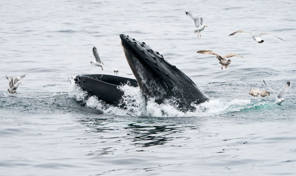 A Humpback Whale Nearly By accident Swallowed a Human
