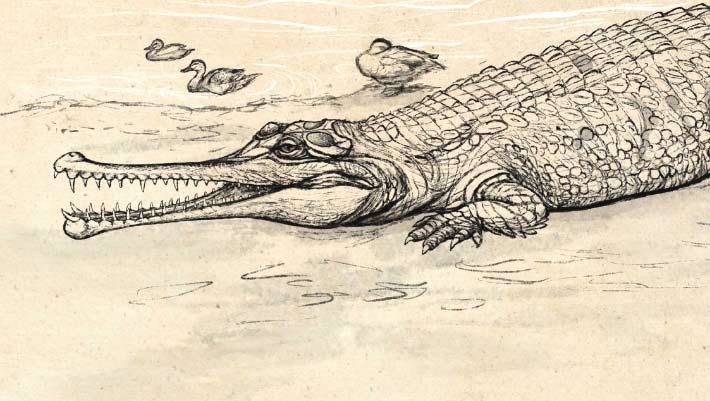 Recent Feeble Crocodile Species Identified in Australia