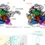Mitochondrial ribosome meeting in 3D