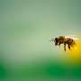Honeybees show withdrawal signs when weaned off alcohol
