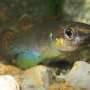 Leer of mangrove rivulus fish hints at mechanism for mind evolution of land animals