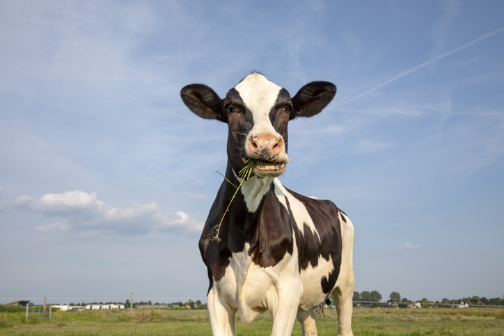 Biotech firm claims genetic choice can gash methane emissions in cattle