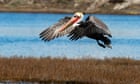 California authorities hunt suspect in the relief of ‘sinful’ assaults on Pelicans