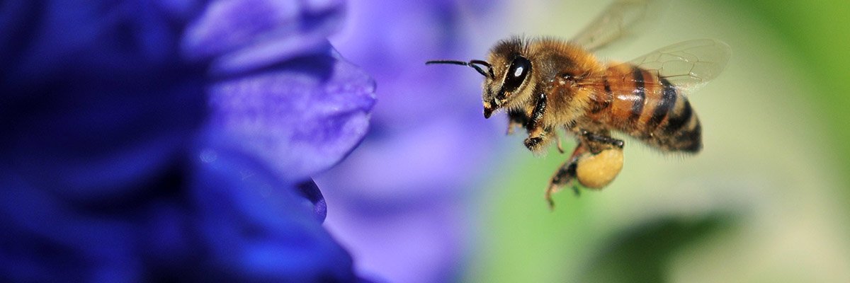 Ireland’s datacentre alternate to plant 1,000 orchards by 2022 as pro-pollinator opinion gathers tempo
